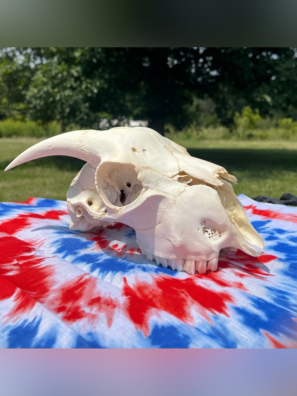 Goat Skull - Animal Bones - Taxidermy - Tie Dye Bandana